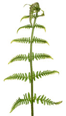 Fern leaf in front of white background