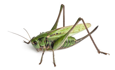 Female wart-biter, a bush-cricket, Decticus verrucivorus