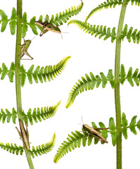 Woodland Grasshoppers, Omocestus rufipes, on fern