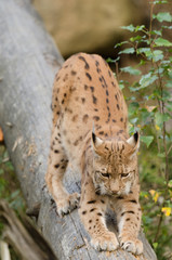 Eurasischer Luchs, European lynx, Lynx lynx