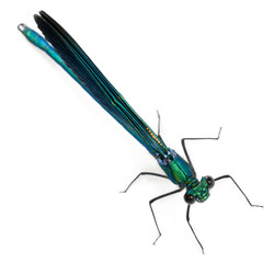 Male Banded Demoiselle, Calopteryx splendens