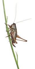 Female Shield-back Katydid, Platycleis tessellata