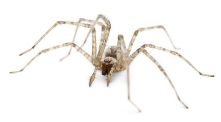 Cardinal spider, Tegenaria parietina
