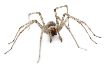 Cardinal spider, Tegenaria parietina