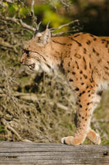 Eurasischer Luchs, European lynx, Lynx lynx