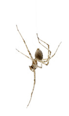 Cardinal spider, Tegenaria parietina, hanging from it's thread