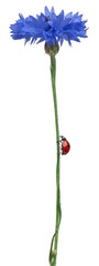 Seven-spot ladybird or seven-spot ladybug on Cornflower © Eric Isselée
