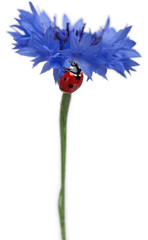 Seven-spot ladybird or seven-spot ladybug on Cornflower