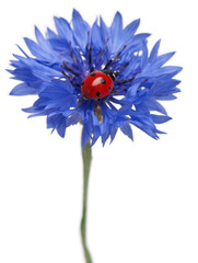 Seven-spot ladybird or seven-spot ladybug on Cornflower © Eric Isselée