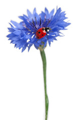 Seven-spot ladybird or seven-spot ladybug on Cornflower