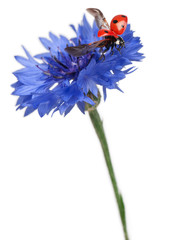 Seven-spot ladybird or seven-spot ladybug on Cornflower © Eric Isselée