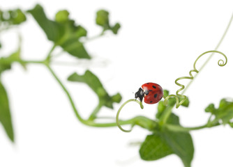 Seven-spot ladybird or seven-spot ladybug on Larger Bindweed