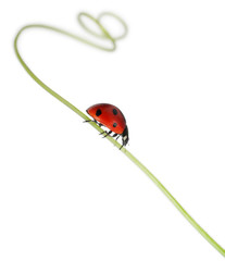Seven-spot ladybird or seven-spot ladybug on Larger Bindweed