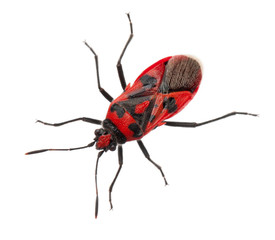 Scentless plant bug, Corizus hyoscyami
