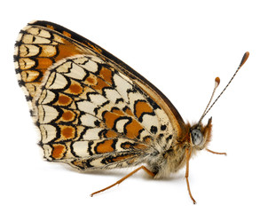 Fototapeta premium Knapweed Fritillary, Melitaea phoebe