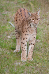 Naklejka na ściany i meble Eurasischer Luchs, European lynx, Lynx lynx