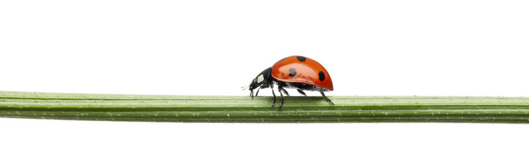 Seven-spot ladybird or seven-spot ladybug © Eric Isselée