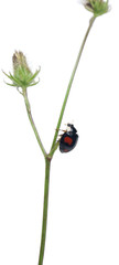 Asian lady beetle, or Japanese ladybug