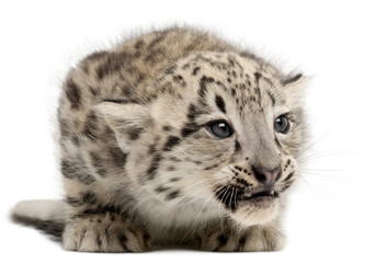 Fototapeta premium Snow leopard, Uncia uncia or Panthera uncial, 2 months old
