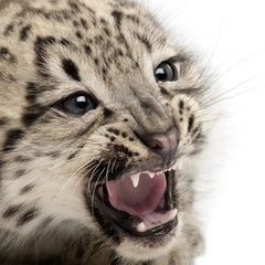 Snow leopard, Uncia uncia or Panthera uncial, 2 months old