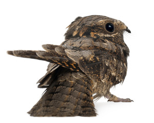 European Nightjar, or just Nightjar, Caprimulgus europaeus