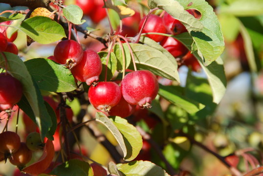Kirschapfel ( Malus baccata )