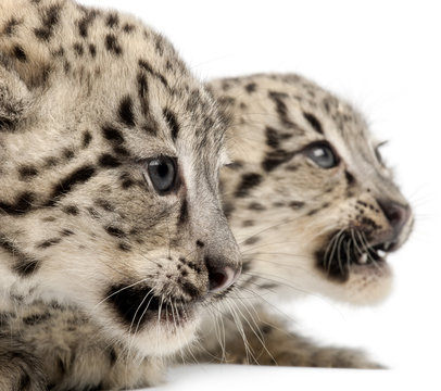 Snow leopards, Uncia uncia or Panthera uncial, 2 months old
