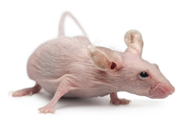 Hairless House mouse, Mus musculus, 3 months old