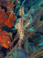 Ornate Ghost Pipefish - Solenostomus paradoxus