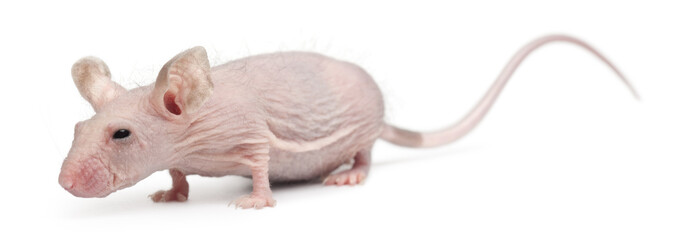 Hairless House mouse, Mus musculus, 3 months old