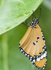 Plain Tiger Butterfly