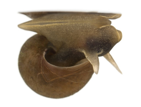Great pond snail, Lymnaea stagnalis