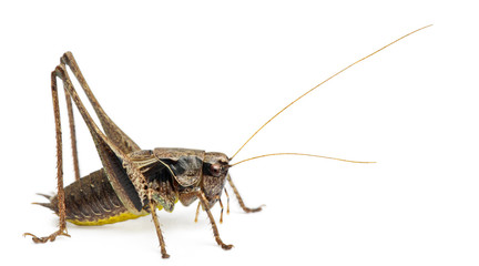 Male Shield-back Katydid, Platycleis tessellata