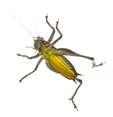 Male Shield-back Katydid, Platycleis tessellata
