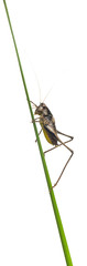 Male Shield-back Katydid, Platycleis tessellata, on plant