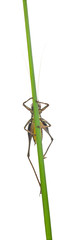 Male Shield-back Katydid, Platycleis tessellata, on plant