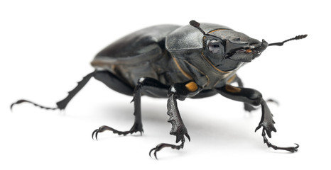 Female Lucanus cervus, the best-known species of stag beetle