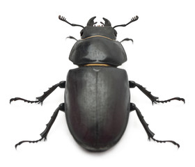 Female Lucanus cervus, the best-known species of stag beetle
