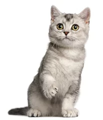 Crédence de cuisine en verre imprimé Chat British Shorthair kitten, 4 months old, sitting