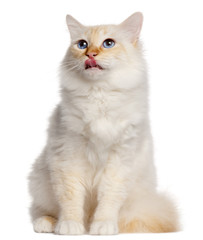 Birman cat, 16 months old, sitting in front of white background