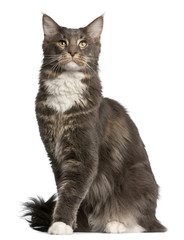 Fototapeta premium Maine Coon cat, 11 months old, sitting