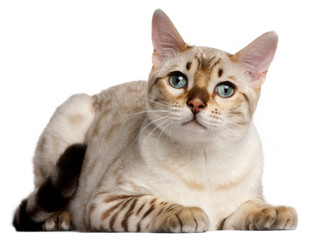 Obraz premium Bengal cat, 6 months old, lying in front of white background