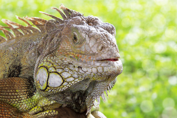 Green Iguana