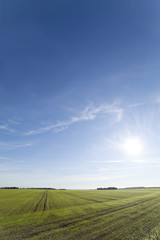 Germination in wheat field.
