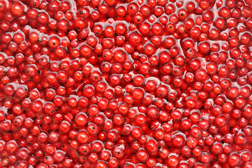 Fresh red currant berries in water - background
