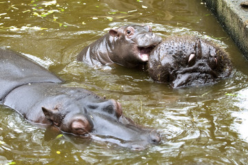 Fototapeta premium A baby hippo