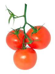 Tomatos 7