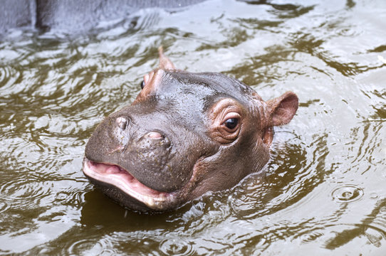 A baby hippo