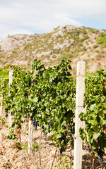 Fototapeta na wymiar Young vineyards against mountains. Crimea, Ukraine.