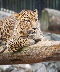jaguar has a rest